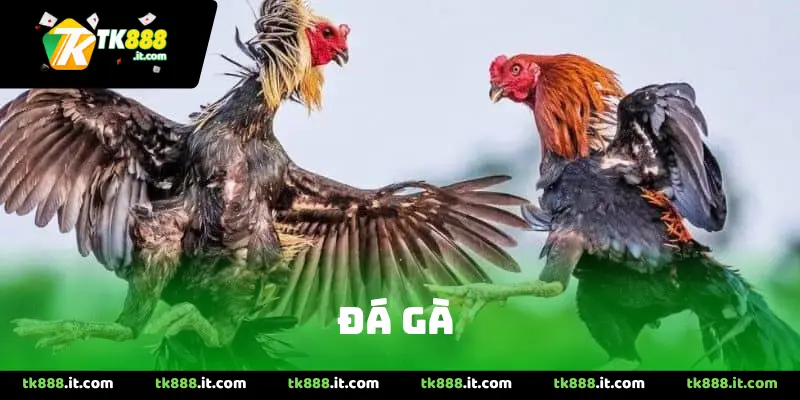 Đá gà